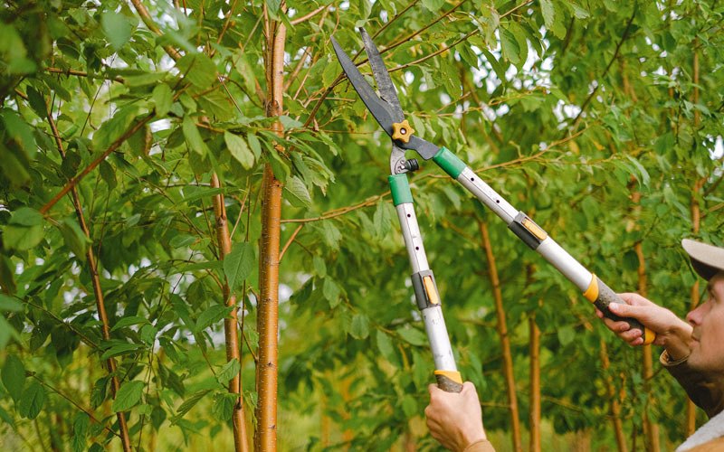Tree trimming in Middleburgh, NY